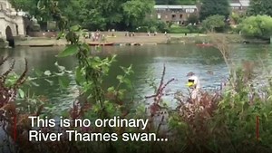 Swan pedalo completes 100-mile journey down the River Thames | BBC London