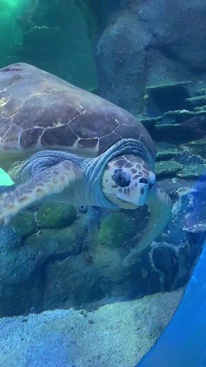 SEA LIFE Sydney Aquarium on TikTok