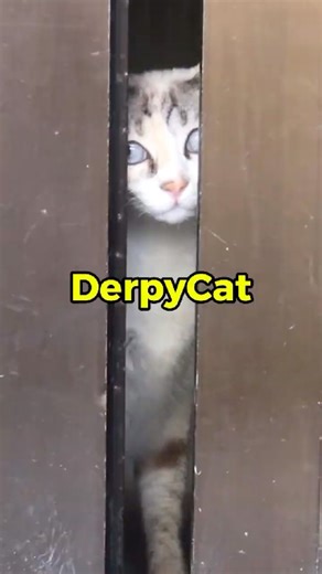POV: Derpy Security Cam staring at you. #cutecat