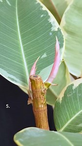 107K views · 936 reactions | One cut can change everything! Here’s why your rubber tree needs pruning ✂️ #pruning #pruningtips #rubbertree #houseplants #indoorplants #plantslover #plants #plantcare #planttips #plantsmakepeoplehappy | Succulents Box | Facebook