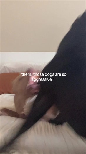 not hating on little dogs but they more aggressive 🥹 #canecorso #pitbull #fyp #viral