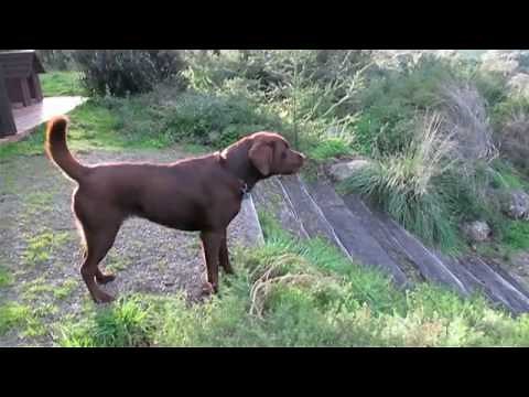labrador barking in defense of territory on dogdownunder.com