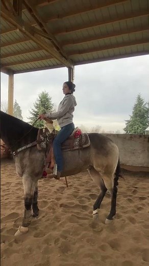 Top Tips for Horse Riding for Beginners
