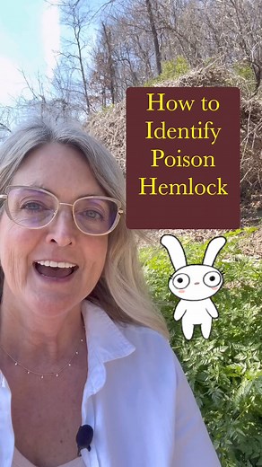 How To Identify Poison Hemlock ☠️ Save this post to return to the ID tips throughout the season and share it so others know how to identify it! 😵 Poison hemlock (Conium maculatum, Apiaceae) is a deadly poisonous plant in the carrot family. It has killed adults and children from accidental and intentional poisoning. Foragers have died from eating the plant, thinking they were wild carrots. DO NOT INGEST OR TOUCH THE PLANT. People confuse wild hemlock with chervil, anise, sweet cicely, yarrow, an