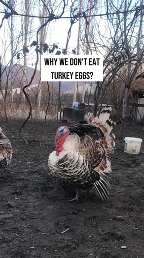 953K views · 6.1K reactions | #turkeys #turkeysfacts #turkeyseggs #selfsufficientliving #selfsufficientbackyard | Self-Sufficient Backyard - by Ron and Johanna | Facebook