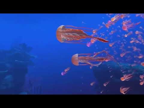 Virtual Reality - 360° Underwater Experience | Oculus Quest 2