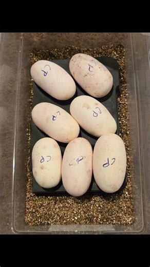 Ball Python Snake Laying Eggs