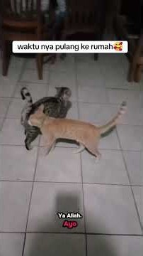 Time to head home #cutecats