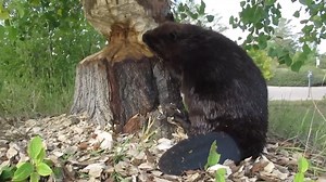 Watch this incredible footage of a determined beaver skillfully gnawing through a large tree trunk. A true showcase of patience, power, and nature’s raw craftsmanship in action. #Beaver #Wildlife #NatureDocumentary | Ellen Roman