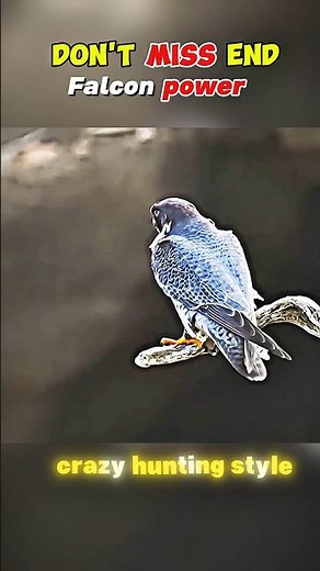 High-Speed Chase! 🤯 Falcon Strikes Bird in Mid-Air #viral #foryou #falcon #animals #phunk