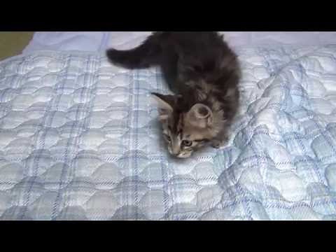 Lustige Katzen