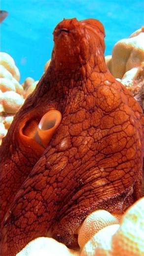 The Smartest Animal in the Ocean