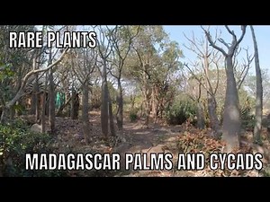 Rare Finds: Exploring Afri Orchids' Exquisite Plant Collection