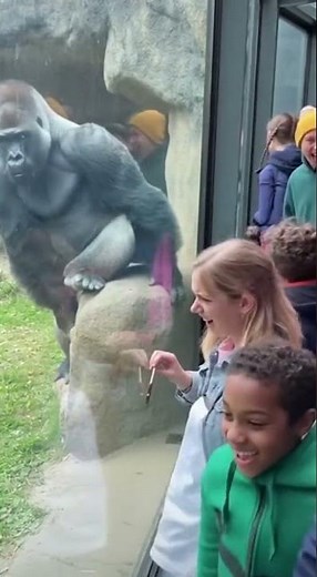 Unexpected Gorilla Fart Has the Whole Zoo Rolling With Laughter!#Gorilla #ZooMoment #FunnyAnimals