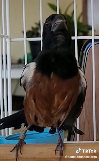 Cantando Curió: O Passarinho que Encanta com seu Canto