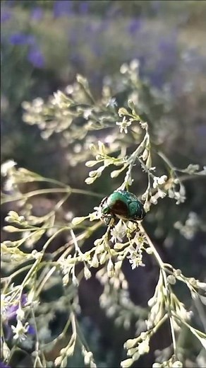 flowers of the ukrainian steppe🌼🪲квіти українського степу #godisgood #jesuslovesyou