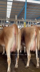 33K views · 1K reactions | Top jersey cow #kashmirDiary #girolandobrasil #dairyfarming #cowsmakemehappy #holstein #dairyfarmersofamerica #topcows #cowsofinstagram #dairy #jersey #dairyfree #dairyfarm #dairyqueen #dairyfarmer | Blue Tulip Animal Nutrition | Facebook
