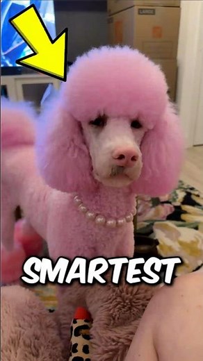 Poodles Smarter Than Expected ‼️😱 #dogfacts #smartdogs
