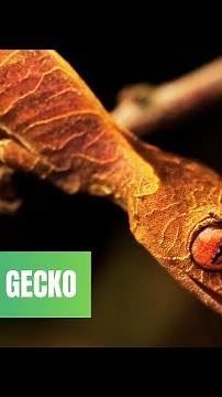 Leaf-Tailed Gecko | Fascinating Facts About These Amazing Creatures
