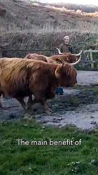 No fence farming - GPS collars on cattle