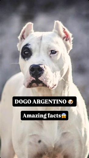 petinfofarm on Instagram: "Dogo Argentino 🐶 facts..! . . . #dogsofinstagram #puppylove #doglovers Why Dogo Argentino Is Banned 🚫 in 12 Countries | History & Origin Dogo Argentino is a powerful and fearless dog breed originally developed in Argentina during the 1920s for big-game hunting. Created by Dr. Antonio Nores Martinez, this breed was designed to hunt dangerous animals like wild boar and puma, combining strength, courage, endurance, and intelligence into one dog. Over time, the Dogo Arge