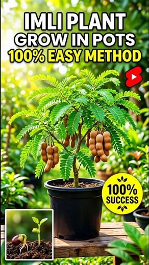 👉 Grow Tamarind (Imli) Tree in a Pot 🌳 | Easy Home Gardening Trick! 🌱#short#viral#trending