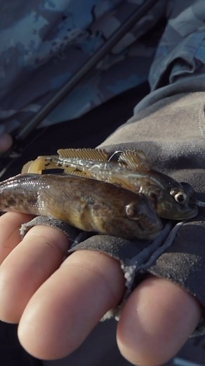 43K views · 1K reactions | Small Mouth Rock Candy. #gobius #elaztech #10xtough #zmanfishingproducts #goby | Z-Man Fishing Products | Facebook