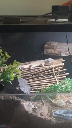 Understanding Leopard Geckos and Their Unique Behaviors