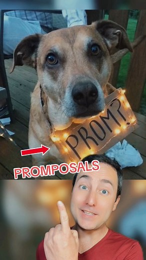 16K views · 415 reactions | The Best Promposals | Taylor Nikolai | Facebook
