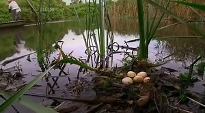 SATOYAMA: Japan's Secret Watergarden - BBC Natural World (Wildlife Documentary)