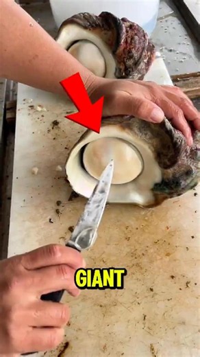 What Was Hiding Inside This Giant Shell 😳🐚