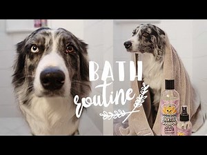 Taking my AUSTRALIAN SHEPHERDS a BATH ! | Dogs Bath Routine