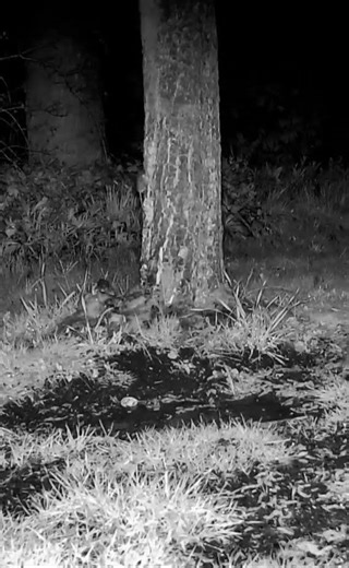 Maus klettert auf Baum