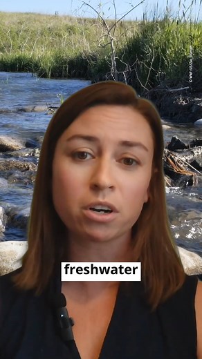 10K views · 130 reactions | The Freshwater Challenge aims to restore 300,000 kilometers of degraded rivers and 350 million hectares of wetlands by 2030, while conserving intact freshwater ecosystems. Learn more: https://wwf.to/3WSq43F. | World Wildlife Fund | Facebook