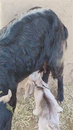 Desi Goat is the Best Mom Ever #goat