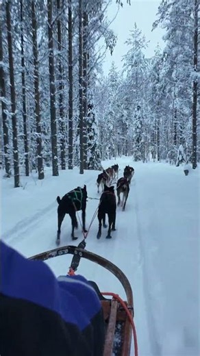 [Finland Vlog] A husky pulling a sled while doing its business?? So funny! Absolutely hilarious!