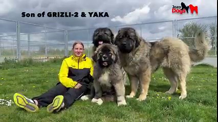 After many years a puppy, TRUMBO JOZO DOG, has finally been born that looks promising to my liking. It shows the genetics of DON BIZON and his bloodline. TRUMBO JOZO DOG also has the body width and strong bones like PULYA DONYA, the mother of DON BIZON, DONYA PULYA and GRIZLI - 1. I am very happy to be able to show you how TRUMBO JOZO DOG develops in the future. I currently have very high hopes that TRUMBO JOZO DOG will be even better than DON BIZON. Please write your opinion in the comments whi