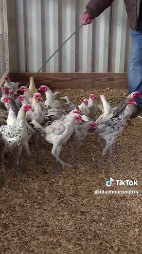 Exploring Splash and Lemon Blue Splash Modern Game Bantams