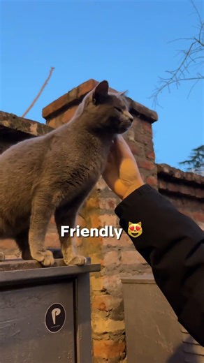 Part 11! Could you tell me what color the fifth cat's eyes are? 🐈👀