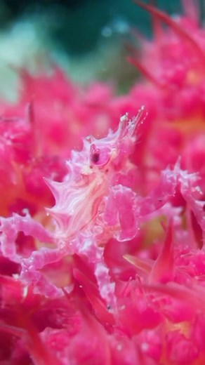 Dive into a mesmerizing underwater journey with @undersea_gameqmi and meet the captivating Hoplophrys oatesi! Here are some fun facts about it: The Hoplophrys oatesi, commonly known as the candy crab, is a small crab that typically reaches only about 2 cm in size. This unique crab species is renowned for its brightly colored, soft body that often resembles a piece of candy or a soft coral - hence its name. Candy crabs are fascinating for their ability to camouflage. They can adapt their colorati