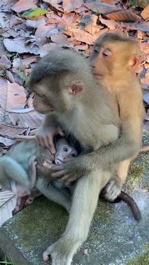 A Little Baby Monkey Try To Move Out From Sister #fbyシvideo #monkeysr #capuchinmonkey
