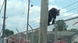 421 reactions · 506 shares | UPDATE: A bear cub was separated from...