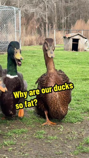 Why Our Chunky Dino-Ducks Are So Unique