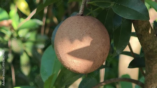 Sapodilla fruit on the sapodilla tree plant , Sapodilla plum in the garden fruit .