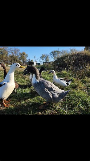 Good morning!  | Rustic Roots Farm | Facebook