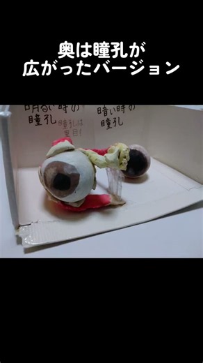 夏休みの自由研究【右眼球の模型】