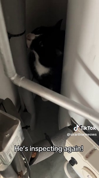 Thorough Cat Inspection: Arthur's Detailed Process