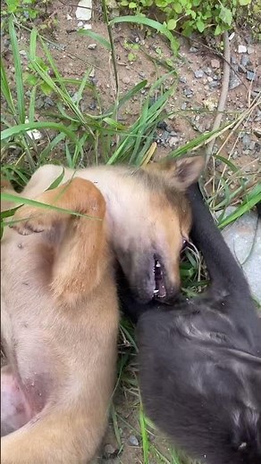 I Rescued the World's Most Abused Dog