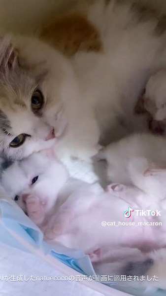 福岡の子猫専門店「Cat House Macaron」