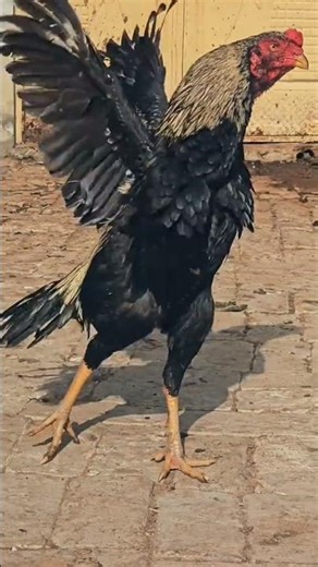 Mainwali aseel murga java aseel murga full masti krtay howay fighter aseel murga